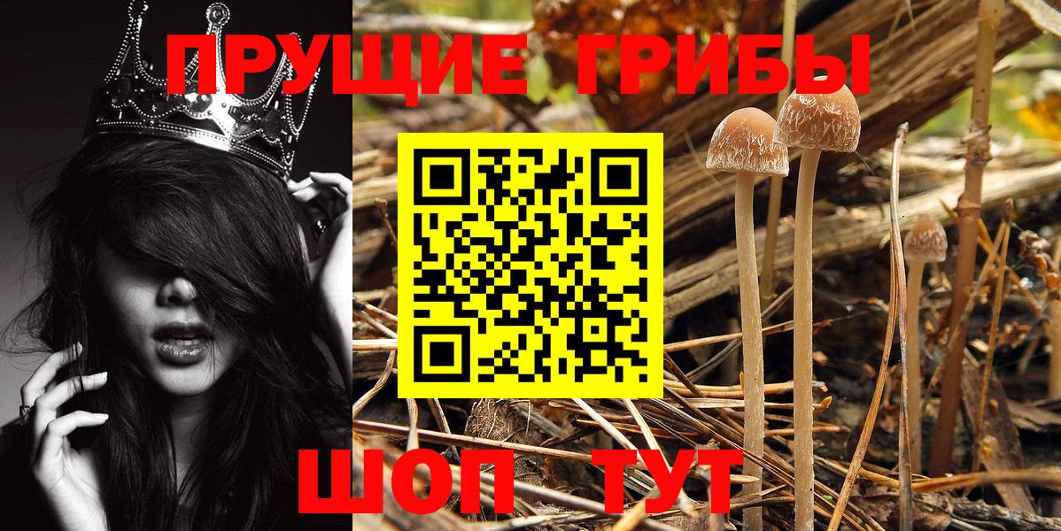 Каменка  Галлюциногенные грибы мицелий  Галлюциногенные грибы MAGIC MUSHROOMS  Вход с VPN 
