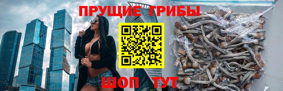 Псилоцибиновые грибы мицелий Каменка